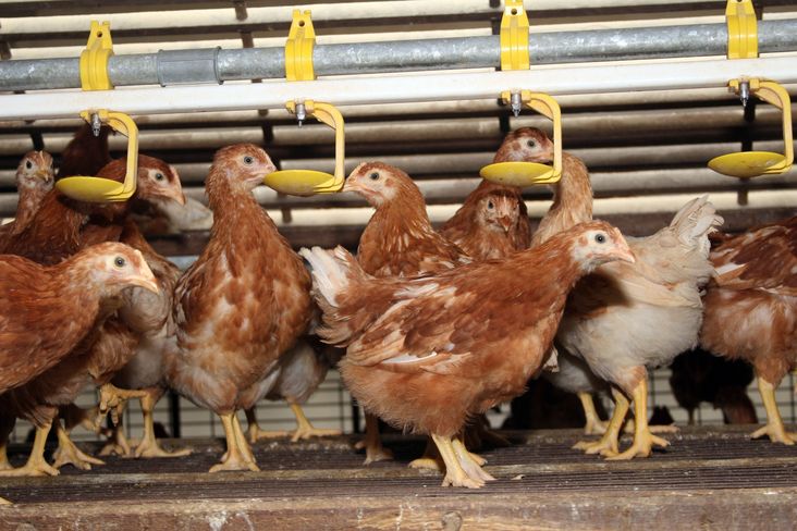 Eine Stallpflicht für Hausgeflügel soll die Vogelgrippe eindämmen. © BilderBox