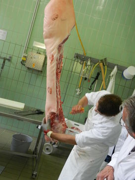 Für den Eigenbedarf sind Hausschlachtungen von Schweinen von der Untersuchungspflicht ausgenommen. © Plösch Für den Eigenbedarf sind Hausschlachtungen von Schweinen von der Untersuchungspflicht ausgenommen. © Plösch