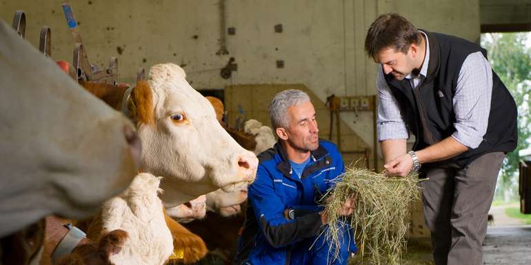 Eiweiß von Grünland- und Feldfutterflächen sollte für die Versorgung von Milchviehherden möglichst viel genutzt werden. © Riebler Eiweiß von Grünland- und Feldfutterflächen sollte für die Versorgung von Milchviehherden möglichst viel genutzt werden. © Riebler