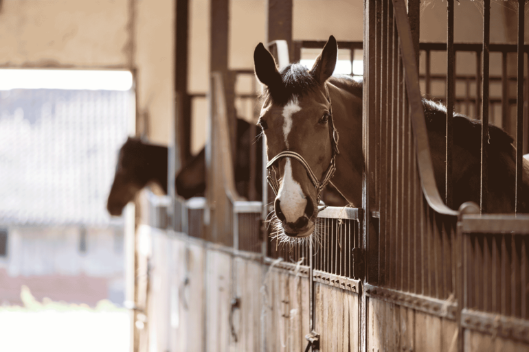 Stirbt ein Einstellpferd in der Box aus unbekannter Ursache, haftet der Einstellbetrieb. © Castenoid/Fotolia Stirbt ein Einstellpferd in der Box aus unbekannter Ursache, haftet der Einstellbetrieb. © Castenoid/Fotolia