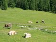 Alm, Weide, Tiere, Kühe, Rinder (LK Tirol) (5) © LK Tirol
