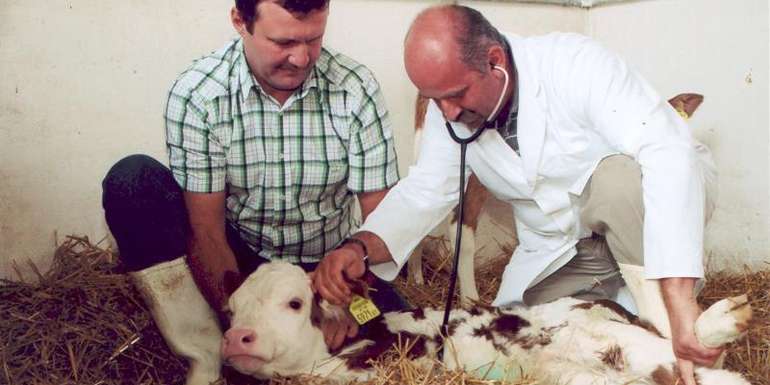 Tierärztliche Untersuchung.jpg © LK NÖ Tierärztliche Untersuchung.jpg © LK NÖ