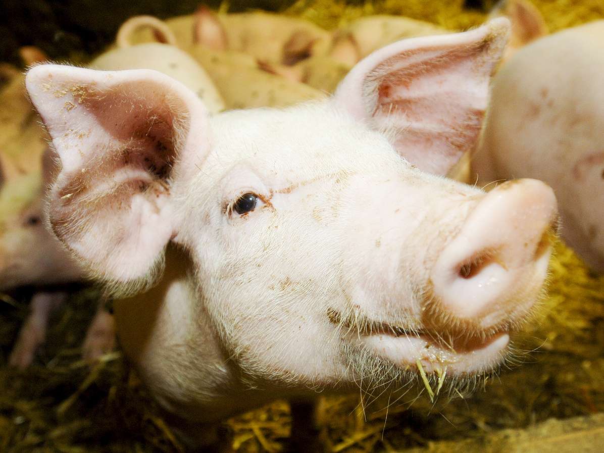 Titelbild Schweine 2 (LK Tirol, Aichner).jpg © Aichner Titelbild Schweine 2 (LK Tirol, Aichner).jpg © Aichner