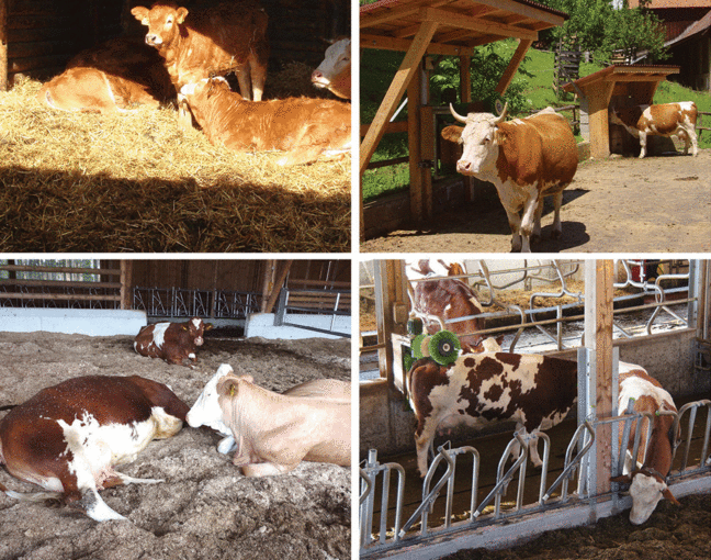 Bio-Rinderställe.gif © ÖKL Bio-Rinderställe.gif © ÖKL