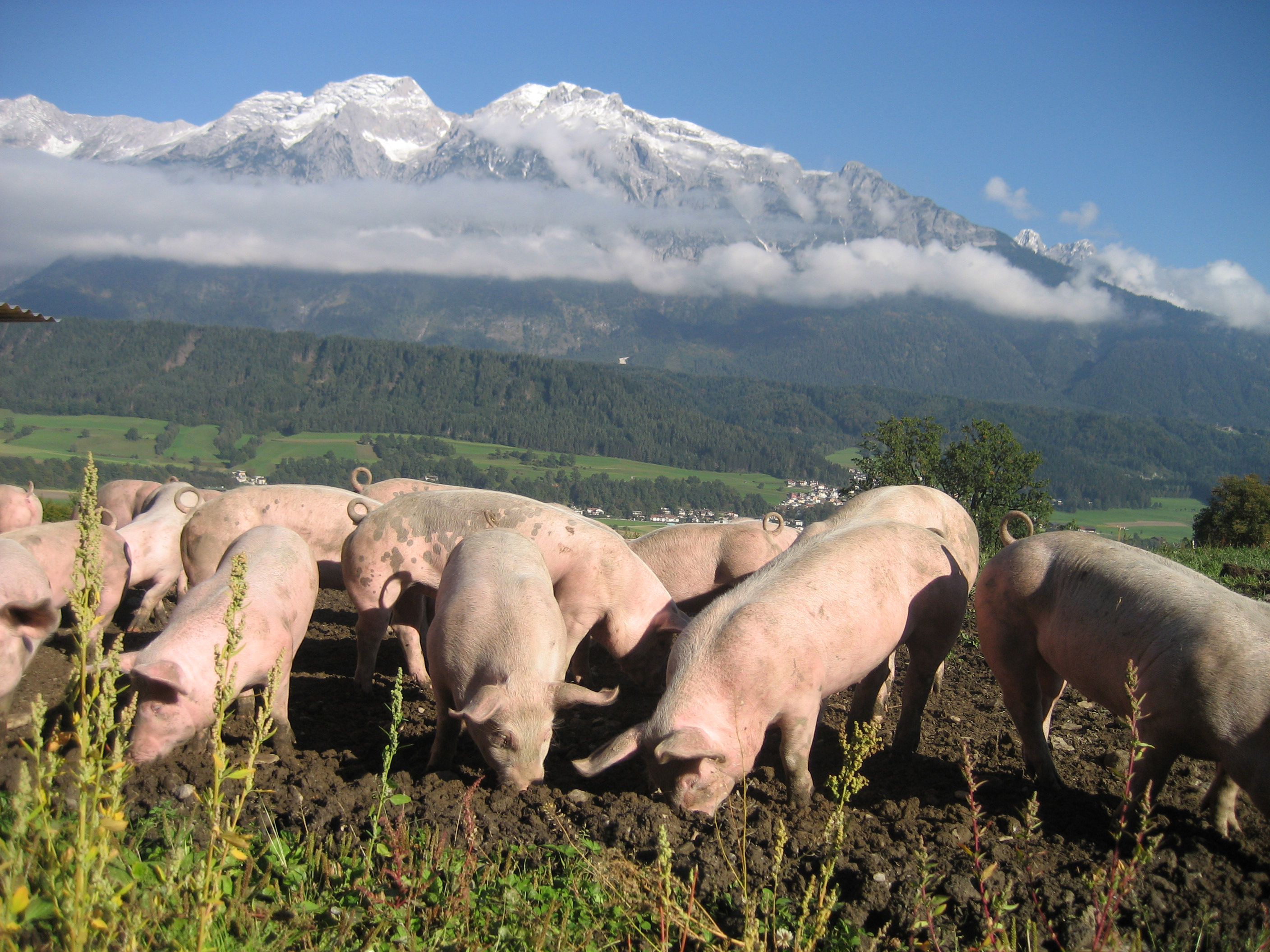 Titelbild_Schwein,-Schweine-2-(Anton-Schellhorn) © Anton Schellhorn