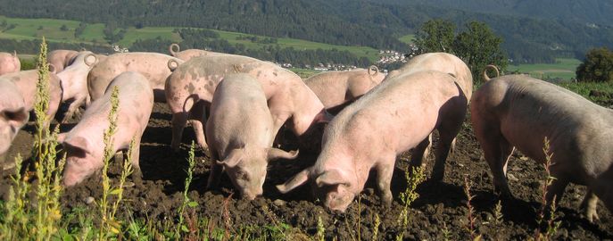 Titelbild_Schwein,-Schweine-2-(Anton-Schellhorn) © Anton Schellhorn Titelbild_Schwein,-Schweine-2-(Anton-Schellhorn) © Anton Schellhorn
