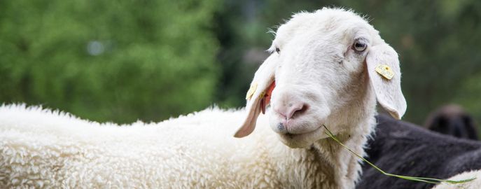 Titelbild-schafe-Fotolia_84106333_st1909_M © st1909/Fotolia Titelbild-schafe-Fotolia_84106333_st1909_M © st1909/Fotolia