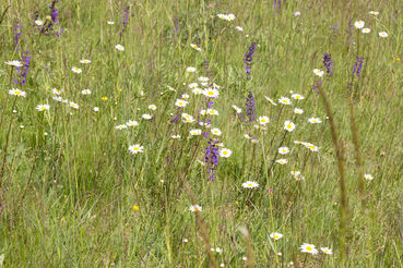 Blumenwiese-5(Michaela-Kölle).jpg