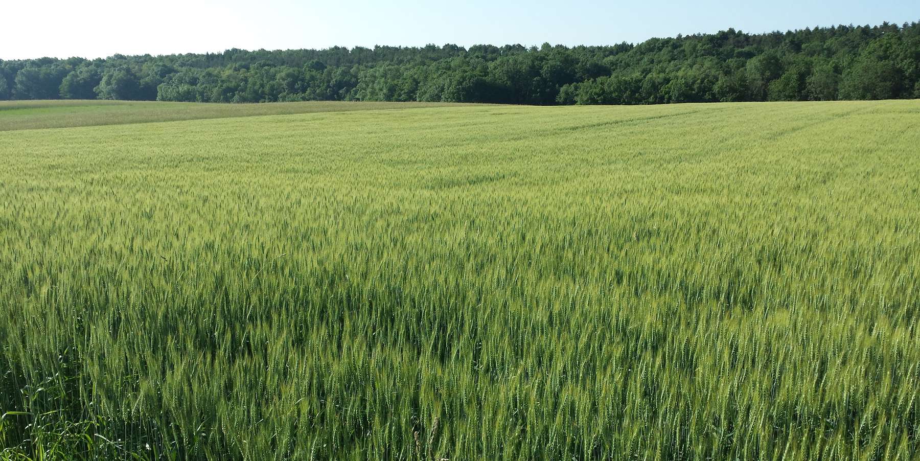 73_Pflanzenschutzwarndienst der LK.jpg © Bgld. Landwirtschaftskammer/Leitgeb 73_Pflanzenschutzwarndienst der LK.jpg © Bgld. Landwirtschaftskammer/Leitgeb