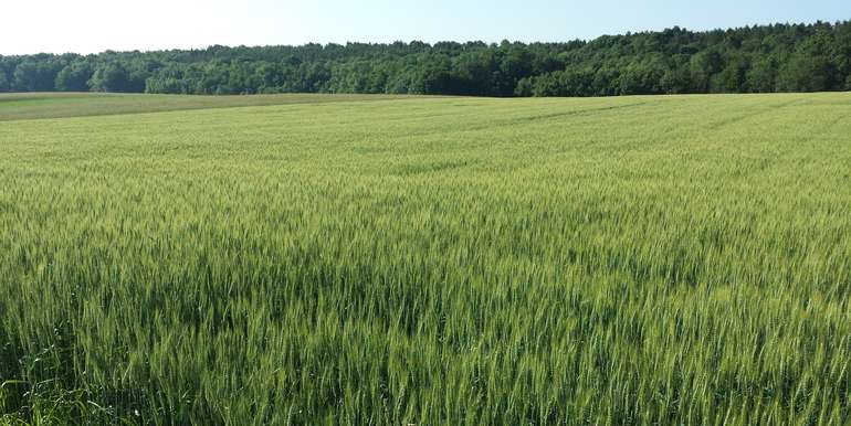73_Pflanzenschutzwarndienst der LK.jpg © Bgld. Landwirtschaftskammer/Leitgeb 73_Pflanzenschutzwarndienst der LK.jpg © Bgld. Landwirtschaftskammer/Leitgeb