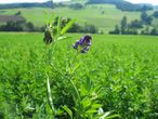 Luzerne: Violette Blüte, dreiteiliges Kleeblatt mit gestieltem Endblättchen © DI Martina Löffler/LKNÖ Luzerne: Violette Blüte, dreiteiliges Kleeblatt mit gestieltem Endblättchen © DI Martina Löffler/LKNÖ