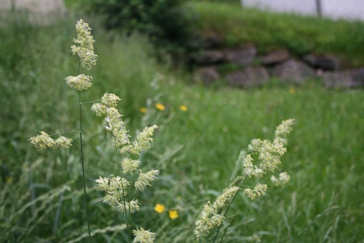 Das Knaulgras hat noch für die Heubereitung das Reifestadium (in der Blüte) erreicht. © LK Kärnten/Egger Das Knaulgras hat noch für die Heubereitung das Reifestadium (in der Blüte) erreicht. © LK Kärnten/Egger