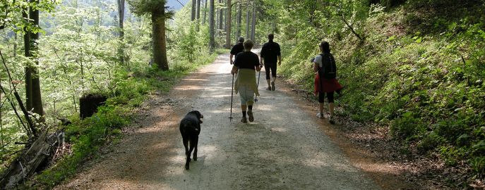 Web Header Forst Gesellschaft © LK Österreich Web Header Forst Gesellschaft © LK Österreich