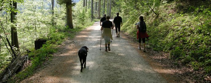 Web Header Forst Gesellschaft © LK Österreich Web Header Forst Gesellschaft © LK Österreich