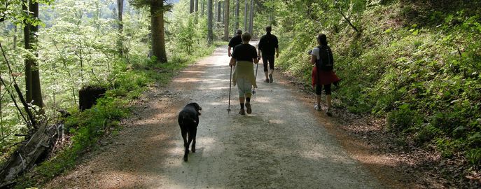 Web Header Forst Gesellschaft © LK Österreich