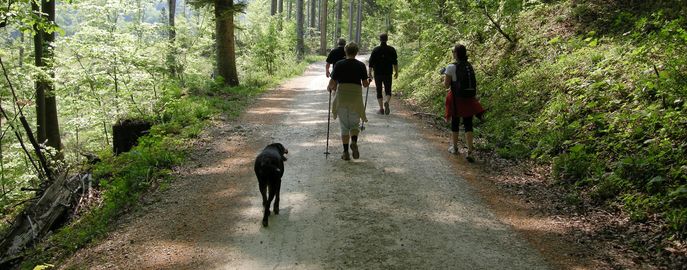 Web Header Forst Gesellschaft © LK Österreich