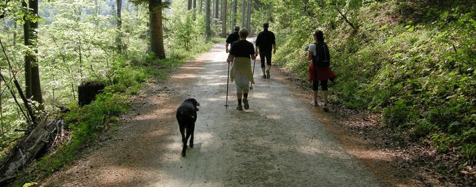 Web Header Forst Gesellschaft © LK Österreich