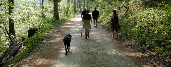 Web Header Forst Gesellschaft © LK Österreich