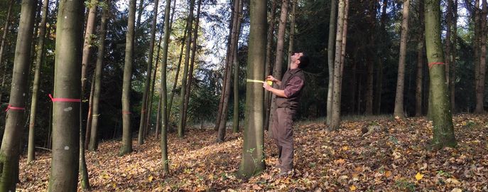 Web Header Forst Waldbau © Joachim Pennetzdorfer / LK Oberösterreich Web Header Forst Waldbau © Joachim Pennetzdorfer / LK Oberösterreich