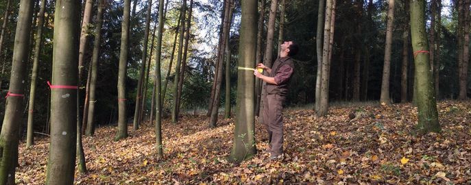 Web Header Forst Waldbau © Joachim Pennetzdorfer / LK Oberösterreich