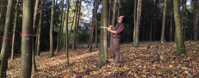 Web Header Forst Waldbau © Joachim Pennetzdorfer / LK Oberösterreich