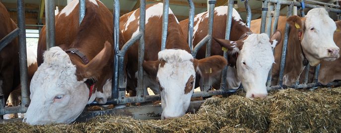Web-Tiere-Header-Rinder © LK Oberösterreich