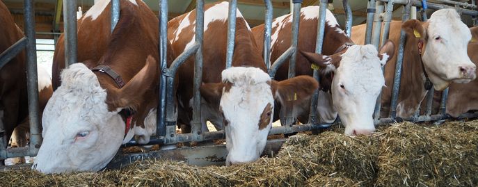 Web-Tiere-Header-Rinder © LK Oberösterreich