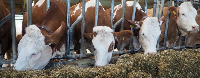Web-Tiere-Header-Rinder © LK Oberösterreich