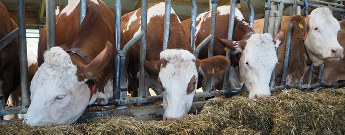 Web-Tiere-Header-Rinder © LK Oberösterreich