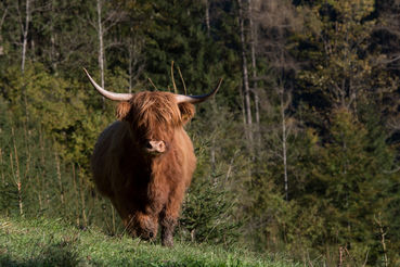 Hochlandrind.jpg © Baumann