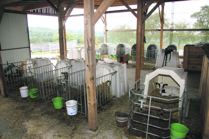 Richtige Biestmilchversorgung, frische Luft in Außenklimaställen und trockene Liegeflächen sind ein Muss. © LK NÖ/ Pöchlauer-Kozel Richtige Biestmilchversorgung, frische Luft in Außenklimaställen und trockene Liegeflächen sind ein Muss. © LK NÖ/ Pöchlauer-Kozel