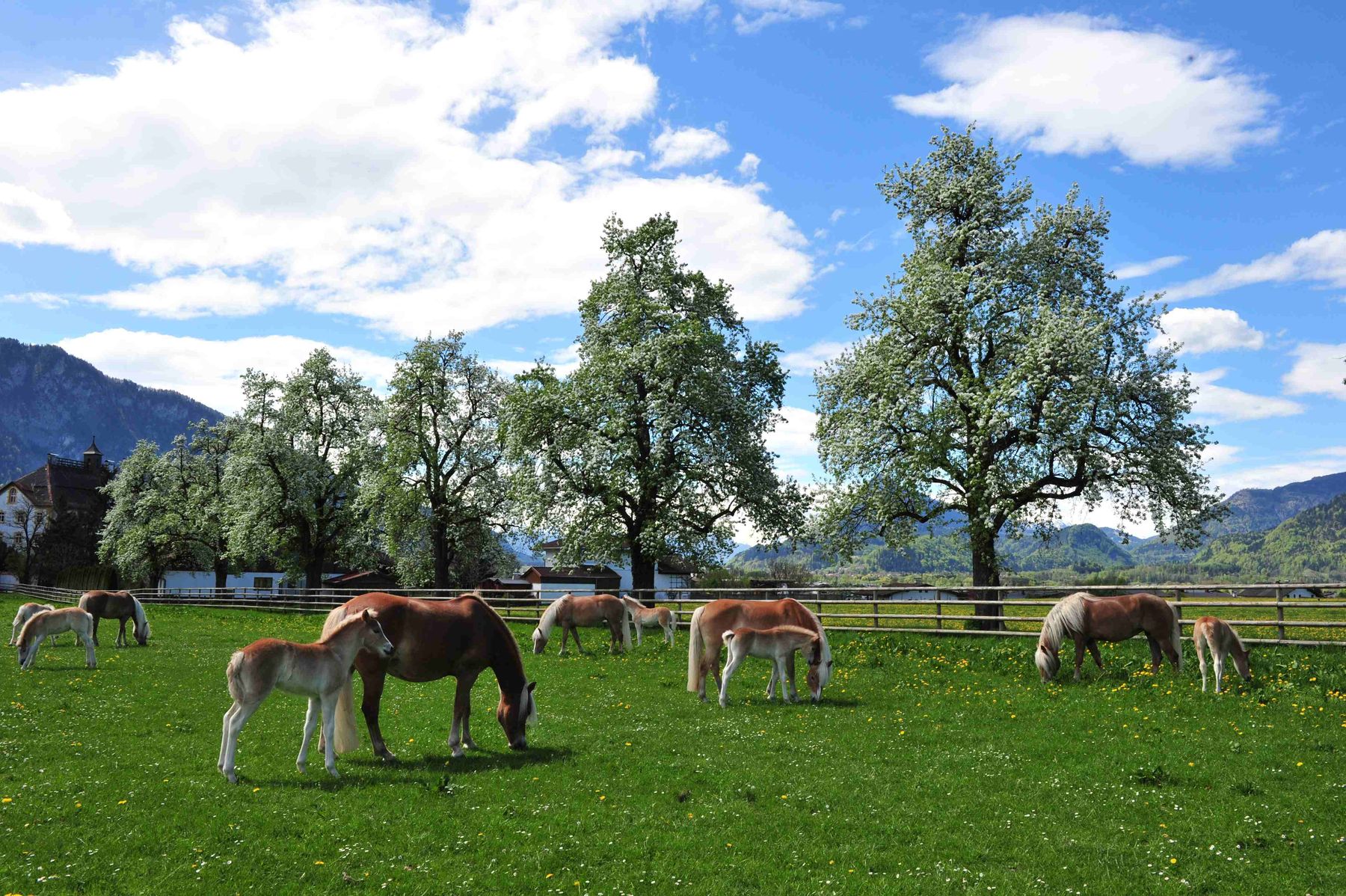 Pferde auf Koppel. © Haflinger Pferdezuchtverband Tirol Pferde auf Koppel. © Haflinger Pferdezuchtverband Tirol