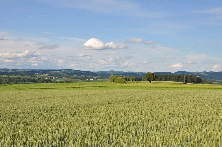 Beim Verkauf von land- und forstwirtschaftlichen Grundstücken ist zu überlegen, ob die Einschaltung eines Maklers erforderlich ist. © LK OÖ/Peterseil