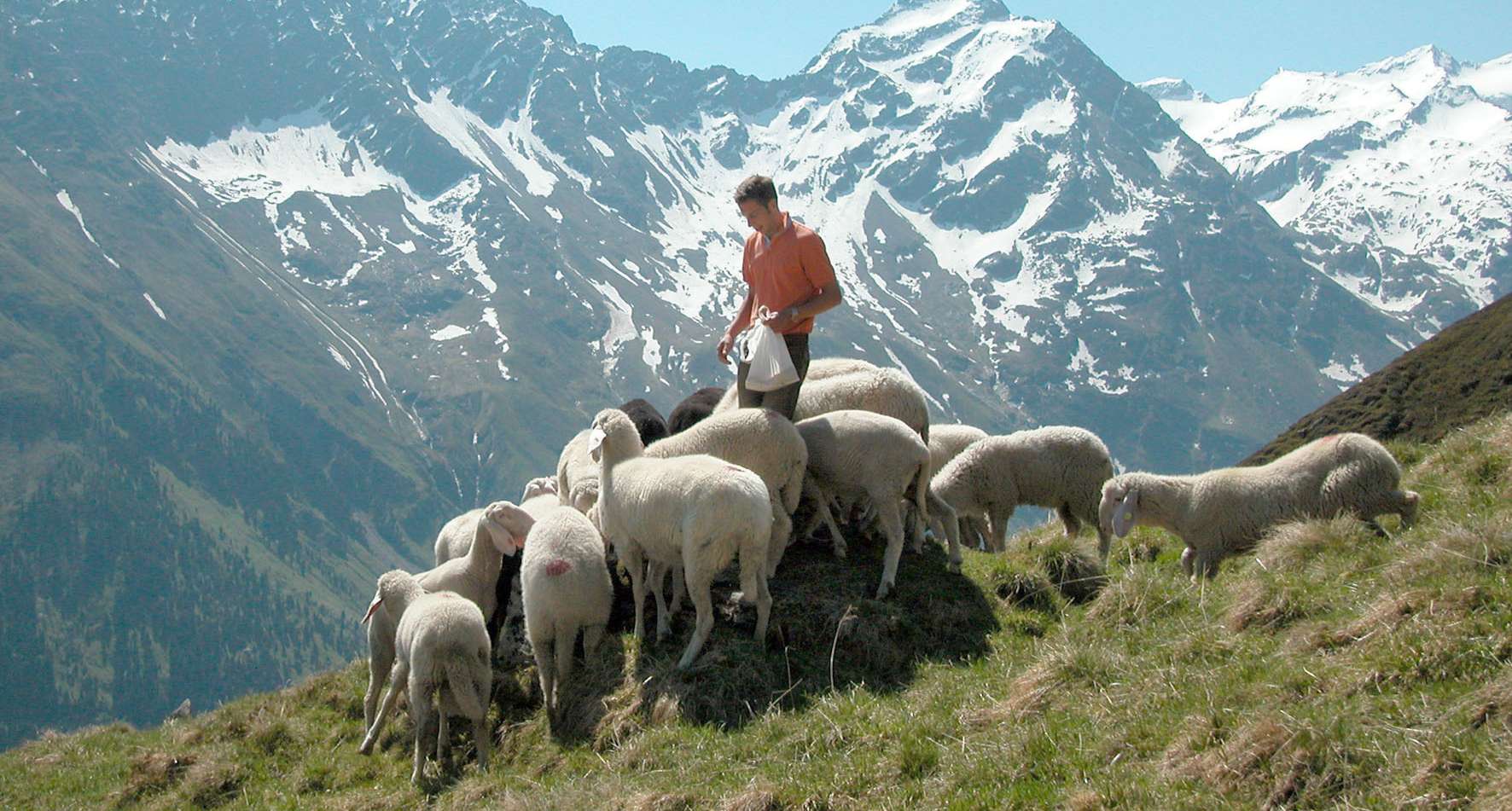 Alm, Berge, Schafe, Hirte (Almwirtschaftsverein).jpg © Almwirtschaftsverein Alm, Berge, Schafe, Hirte (Almwirtschaftsverein).jpg © Almwirtschaftsverein