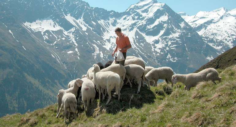 Alm, Berge, Schafe, Hirte (Almwirtschaftsverein).jpg © Almwirtschaftsverein Alm, Berge, Schafe, Hirte (Almwirtschaftsverein).jpg © Almwirtschaftsverein