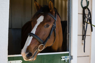 Pferd im Stall.jpg © WavebreakMediaMicro/Fotolia
