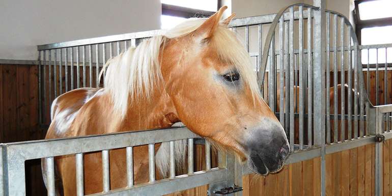 haflinger.jpg © Haflinger Pferdezuchtverband Tirol haflinger.jpg © Haflinger Pferdezuchtverband Tirol