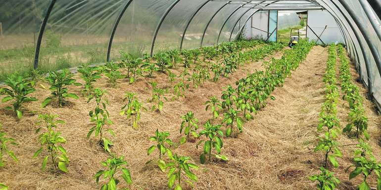 Folienhaus Innenansicht.jpg © LK NÖ/Hörmansdorfer