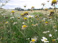 Biodiversitätsfläche © Kirchmaier