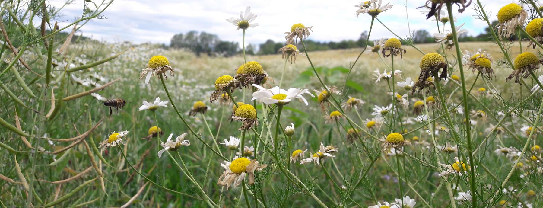 Biodiversitätsfläche