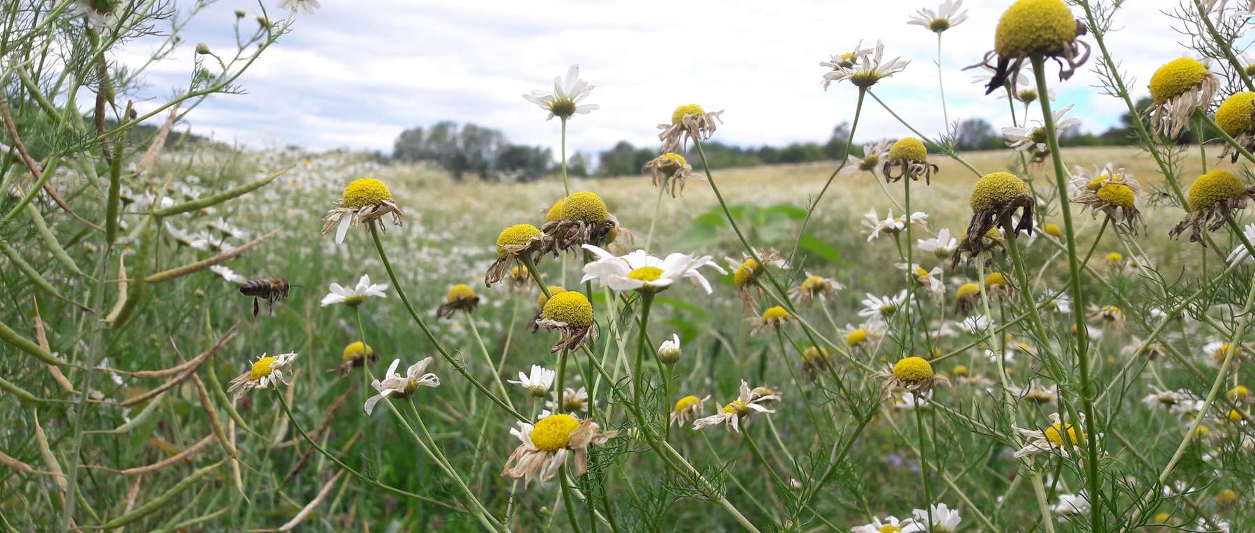 Kineu1Biodiversitätsfläche Kirchmaier 01 (133).jpg