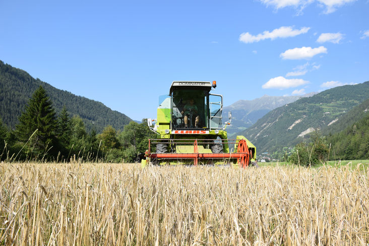 Patrick Senn erntet das reife Getreide auf einem Acker in Ried im Tiroler Oberland. © Karin Bachmann Patrick Senn erntet das reife Getreide auf einem Acker in Ried im Tiroler Oberland. © Karin Bachmann