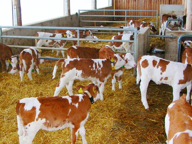 Für die weitere Fruchtbarkeit der Muttertiere und in weiterer Folge gesunde Kälber sind effektive Vorbeugemaßnahmen um den Geburtszeitraum nötig. © Messner Für die weitere Fruchtbarkeit der Muttertiere und in weiterer Folge gesunde Kälber sind effektive Vorbeugemaßnahmen um den Geburtszeitraum nötig. © Messner