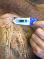 Temperaturkontrolle bei Risikotieren bis 10 Tage nach Geburt, über 39,5°C Tierarzt zuziehen. © Hofer Temperaturkontrolle bei Risikotieren bis 10 Tage nach Geburt, über 39,5°C Tierarzt zuziehen. © Hofer