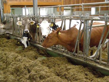 Bei der Herstellung einer Kompakt - TMR müssen bestimmte Abläufe genau eingehalten werden. © Beratungsstelle Rinderproduktion O.Ö