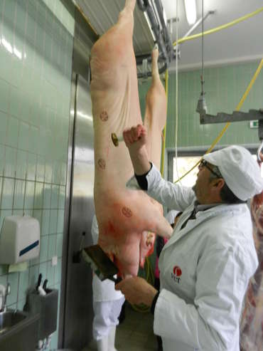 Bevor Fleisch vermarktet werden kann, muss es vom amtlichen Tierarzt für die Fleischuntersuchung mit dem Genusstauglichkeitskennzeichen versehen werden. © LK Kärnten Bevor Fleisch vermarktet werden kann, muss es vom amtlichen Tierarzt für die Fleischuntersuchung mit dem Genusstauglichkeitskennzeichen versehen werden. © LK Kärnten