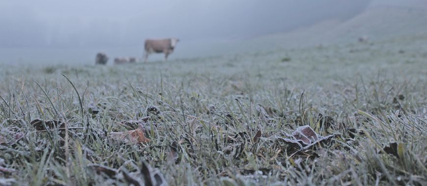 Es herbstelt: Früh am Morgen ist die Weide mit Rauhreif überzogen. Speziell wenn die Tiere hungrig ausgetrieben werden und das gefrorene Futter hastig fressen, können Blähungen entstehen. © LK-Salzburg, Fürstaller