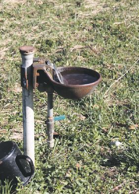 Auf der Weide müssen genügend Tränkestellen angeboten werden. © LK-Salzburg, Fürstaller