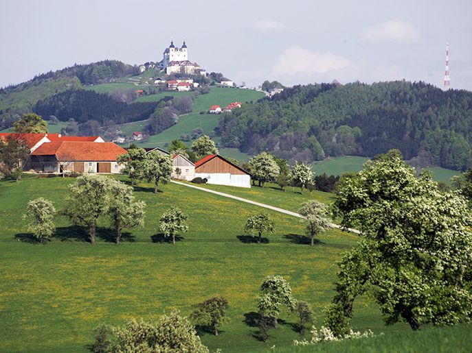 Sonntagberg im Hintergrund mit blühenden Birnbäumen davor © weinfranz