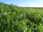 Online-Herbstantrag 2017 – Fristgerechte Einreichung endet am 15. Dezember 2017 © Bgld. Landwirtschaftskammer/Leitgeb Online-Herbstantrag 2017 – Fristgerechte Einreichung endet am 15. Dezember 2017 © Bgld. Landwirtschaftskammer/Leitgeb